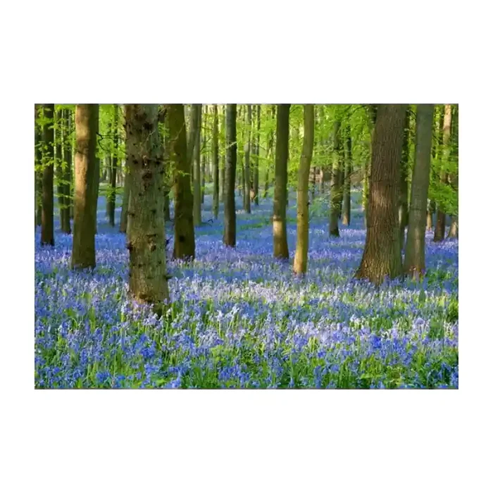 Fotomural Paisaje Flores FNA008, 180cm. x 119.7cm., Vinilo Autoadhesivo Mate, Todo Color, Original, 0x0x0x0 cm.