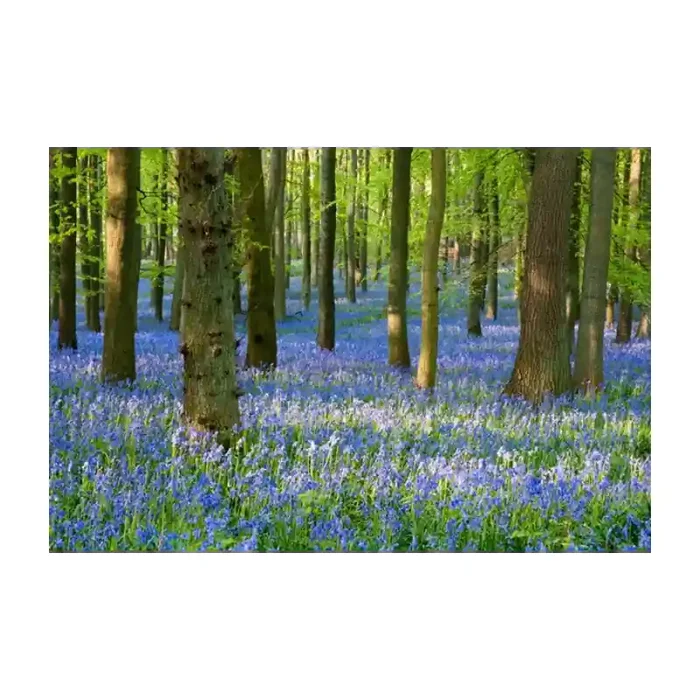 Fotomural Paisaje Flores FNA008, 190cm. x 126.3cm., Vinilo Autoadhesivo Mate, Todo Color, Original, 0x0x0x0 cm.
