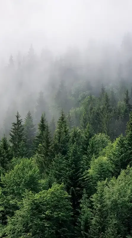 fotomural paisaje montañoso con árboles verde de Sanders & Sanders – 601215