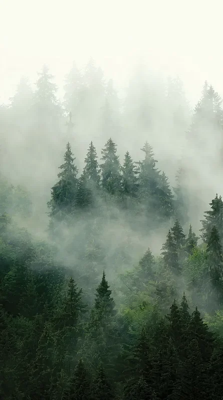 fotomural paisaje montañoso con árboles verde de Sanders & Sanders – 601216