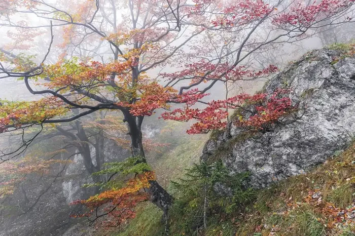 fotomural paisaje rojo, verde y naranja de Sanders & Sanders – 612500