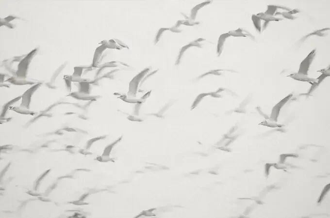 fotomural pájaros gris de Sanders & Sanders – 640891