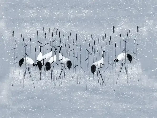 fotomural pájaros grulla azul de Sanders & Sanders – 640900