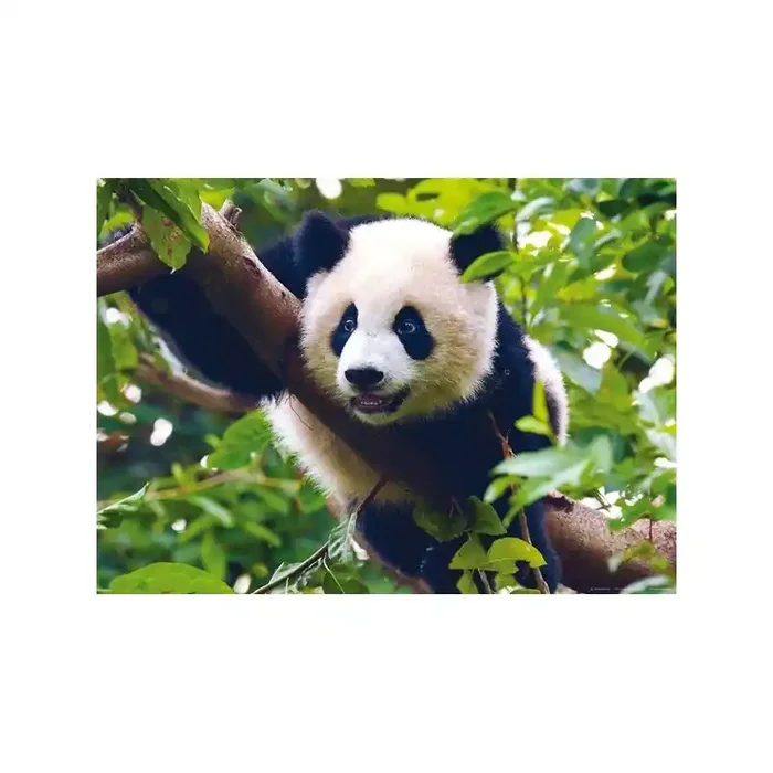Fotomural PANDA