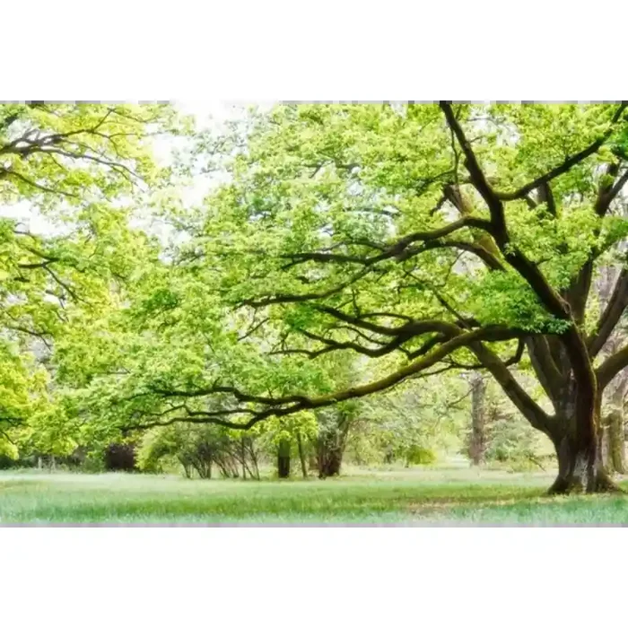 Fotomural Parque FNA006, 110cm. x 73.3cm., Vinilo Autoadhesivo Mate, Todo Color, Original, 0x0x0x0 cm.