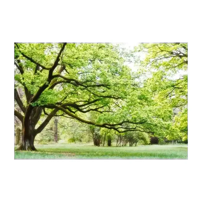 Fotomural Parque FNA006, 180cm. x 120cm., Vinilo Autoadhesivo Mate, Todo Color, Invertir, 0x0x0x0 cm.