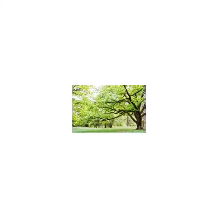 Fotomural Parque FNA006, 195cm. x 130cm., Vinilo Autoadhesivo Mate, Todo Color, Original, 0x0x0x0 cm.