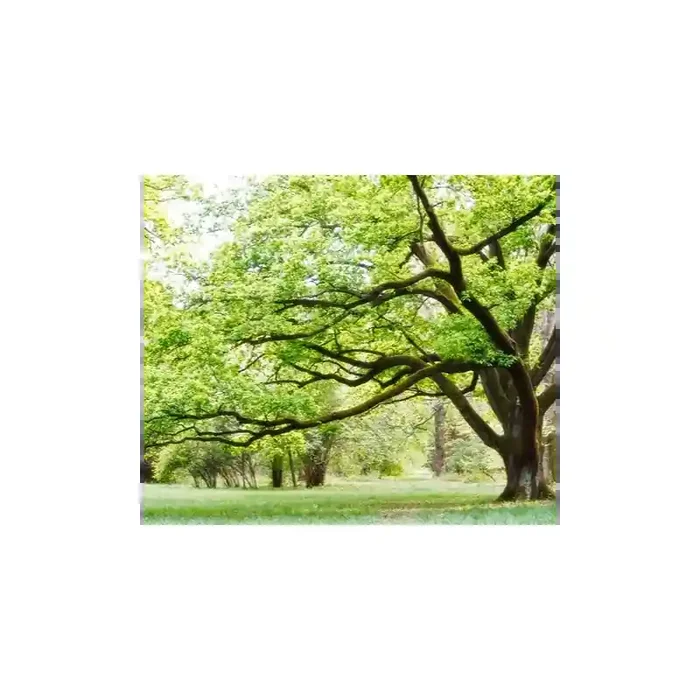Fotomural Parque FNA006, 200cm. x 170cm., Vinilo Autoadhesivo Mate, Todo Color, Original, 39.8x0x3.34×0 cm.