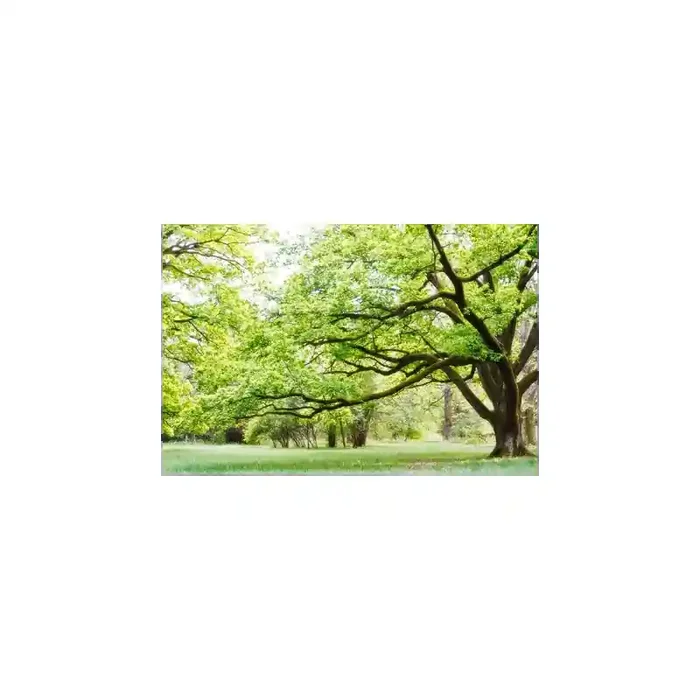 Fotomural Parque FNA006, 270cm. x 220cm., Vinilo Autoadhesivo Mate, Todo Color, Original, 0x0x0x0 cm.
