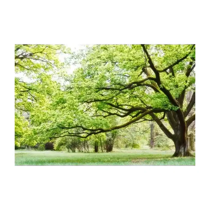 Fotomural Parque FNA006, 298.5cm. x 200cm., Vinilo Autoadhesivo Mate, Todo Color, Original, 0x0x0x0 cm.