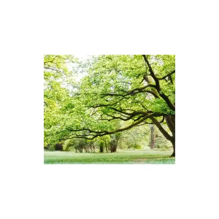 Fotomural Parque FNA006, 300cm. x 250cm., Vinilo Autoadhesivo Mate, Todo Color, Original, 30x0x30x0 cm.