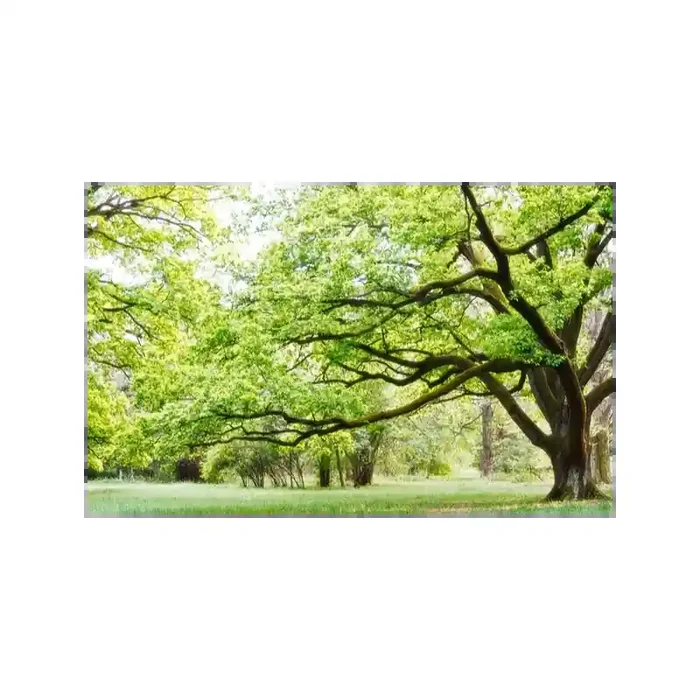 Fotomural Parque FNA006, 400cm. x 250cm., Vinilo Autoadhesivo Mate, Todo Color, Original, 0x8.33x0x8.33 cm.