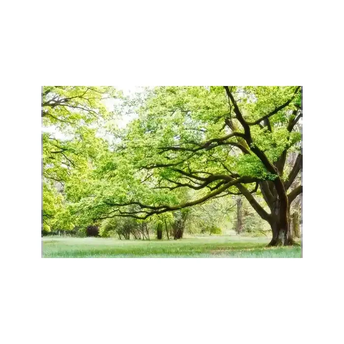 Fotomural Parque FNA006, 413cm. x 275cm., Vinilo Autoadhesivo Mate, Todo Color, Original, 0x0.17x0x0.17 cm.