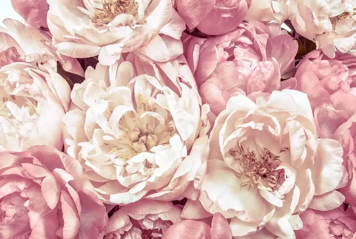 fotomural Peonies rosa de Komar – 611145
