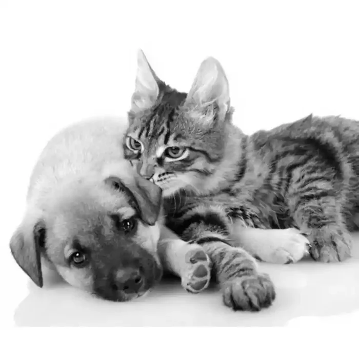 Fotomural Perro y Gato FAN014, 160cm. x 128.8cm., Vinilo Autoadhesivo Mate, Blanco y Negro, Invertir, 0x0x0x0 cm.