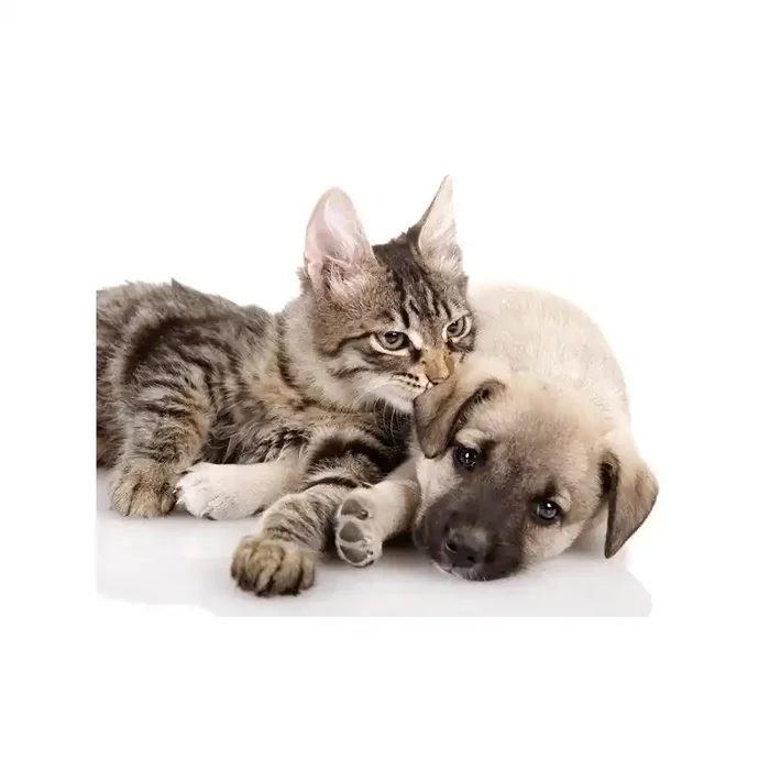 Fotomural Perro y Gato FAN014
