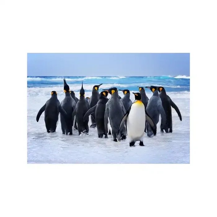 Fotomural Pingüinos FAN033