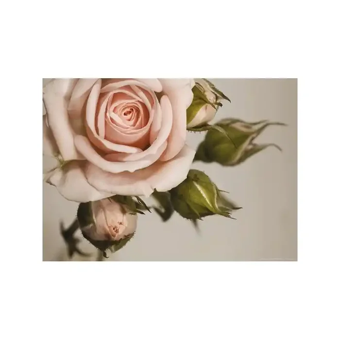 Fotomural PINK ROSE