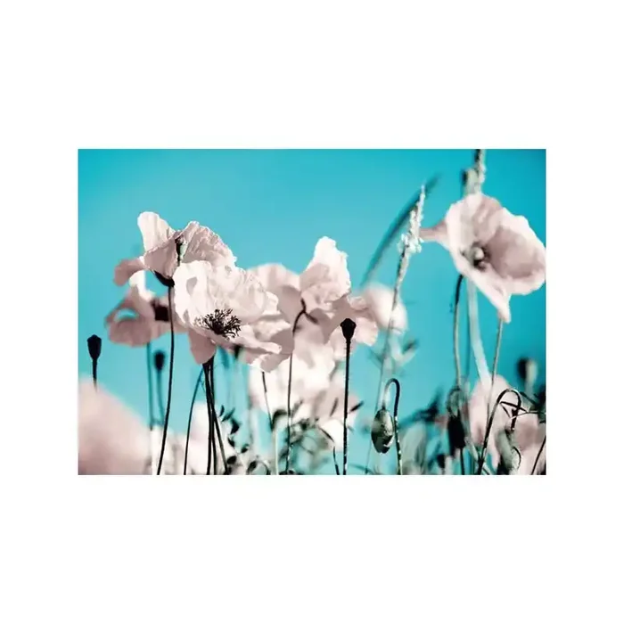 Fotomural POPPPIES ON BLUE