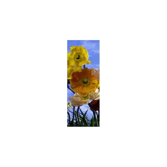 Fotomural POPPY 2-1257