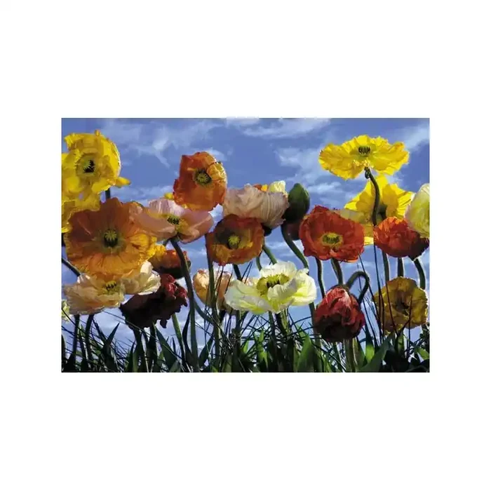 Fotomural POPPY