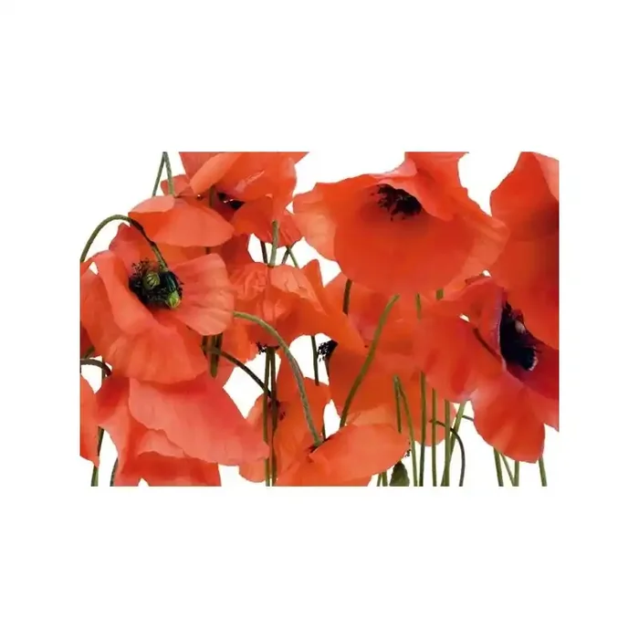 Fotomural POPPY