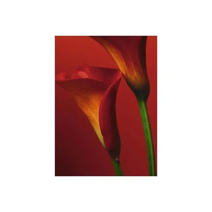 Fotomural RED CALLA LILIES