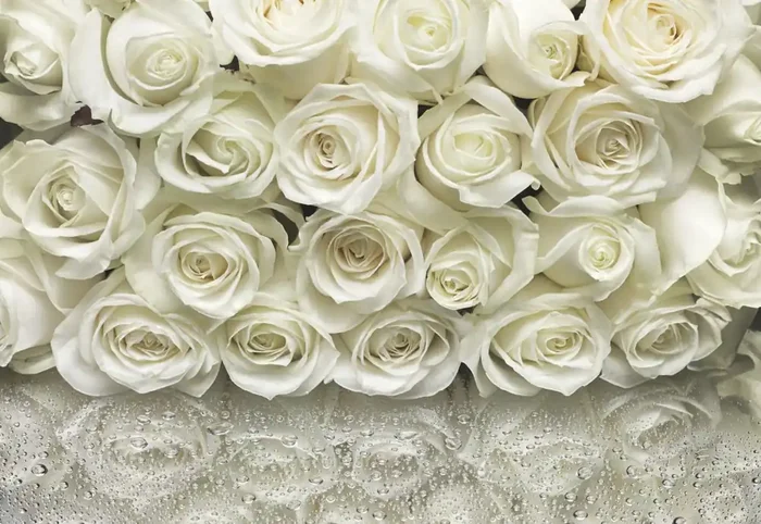 fotomural rosas blanquecino de Komar – 610941