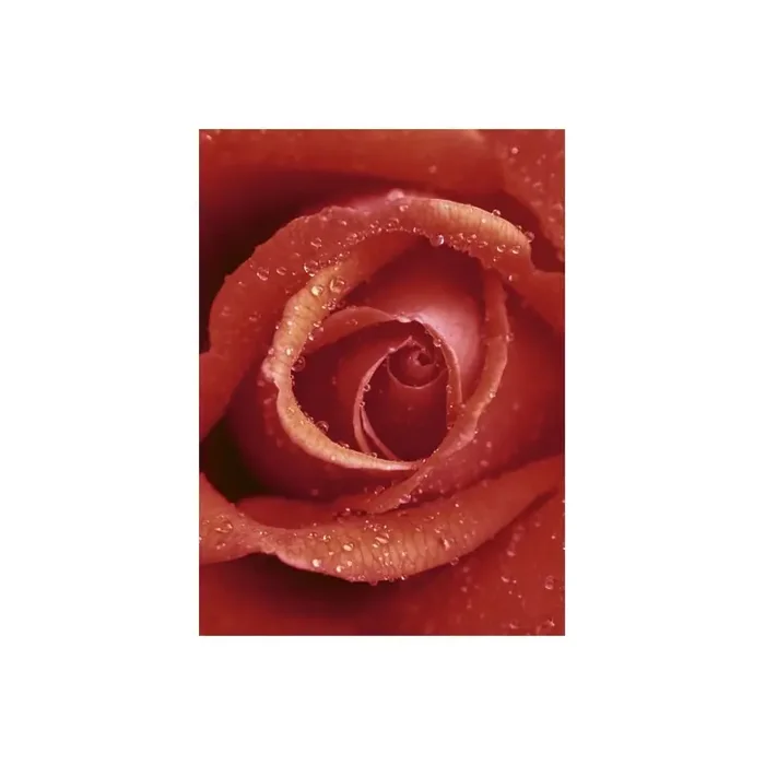 Fotomural ROSE