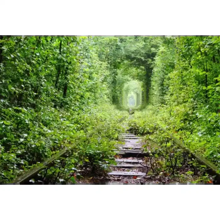 Fotomural Sendero Bosque FPR034, 120cm. x 80cm., Vinilo Autoadhesivo Mate, Todo Color, Invertir, 0x0x0x0 cm.