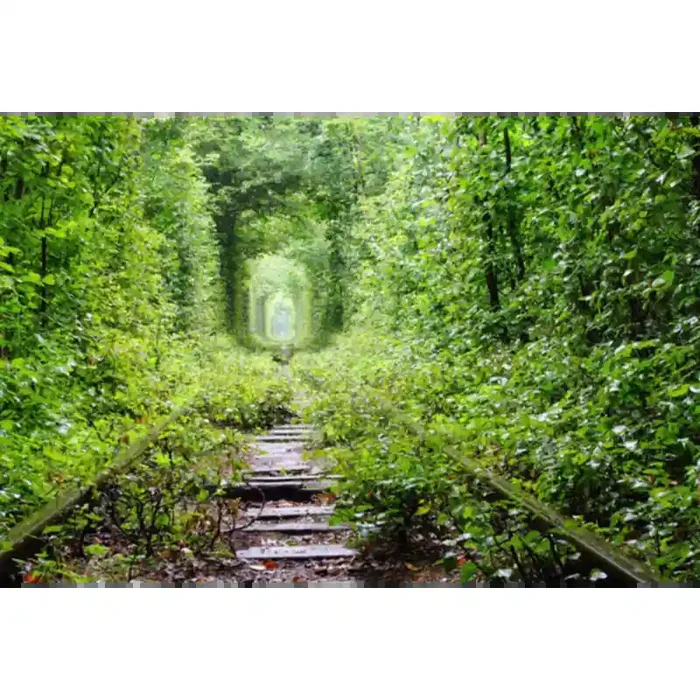 Fotomural Sendero Bosque FPR034, 320cm. x 213cm., Vinilo Autoadhesivo Mate, Todo Color, Original, 0x0x0x0 cm.