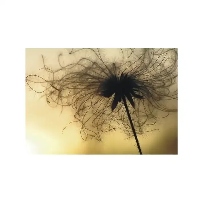 Fotomural SENSATIONS FT-0314