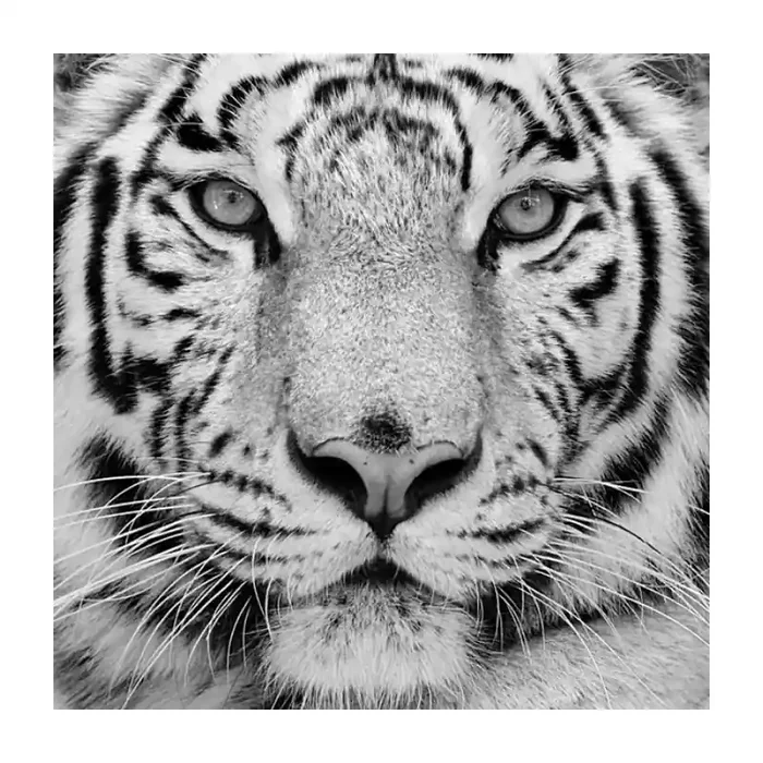 Fotomural Tigre FAN001, 100cm. x 100cm., Vinilo Autoadhesivo Mate, Blanco y Negro, Original, 0x0x0x0 cm.