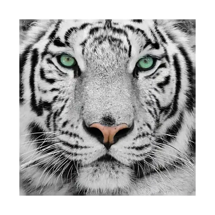 Fotomural Tigre FAN001, 100cm. x 100cm., Vinilo Autoadhesivo Mate, Todo Color, Original, 0x0x0x0 cm.