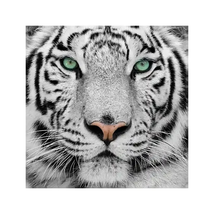Fotomural Tigre FAN001, 300cm. x 300cm., Vinilo Autoadhesivo Mate, Todo Color, Original, 0x0x0x0 cm.