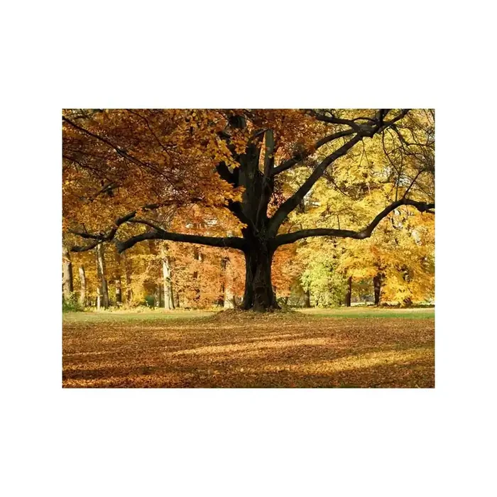 Fotomural TREE