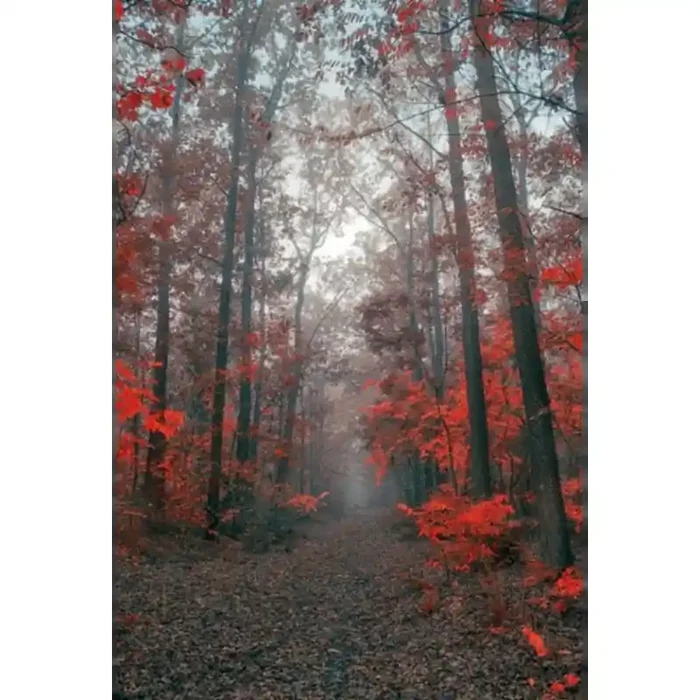 Fotomural Trilha da Floresta FPR027, 195cm. x 292.5cm., Vinilo Autoadhesivo Mate, Todo Color, Original, 0x0x0x0 cm.
