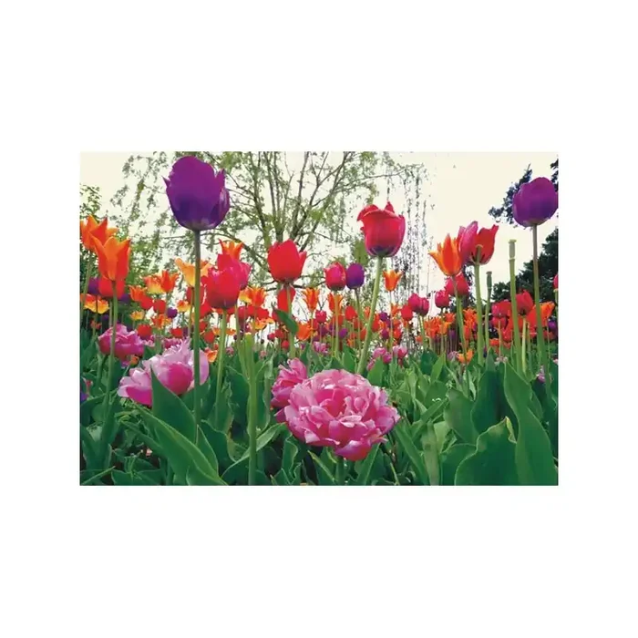 Fotomural TULIPS AND PEONY
