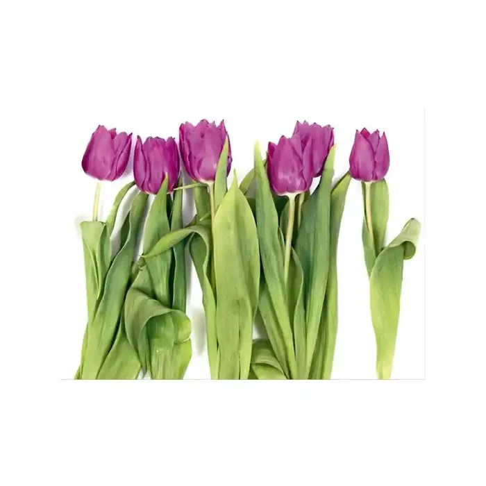 Fotomural VIOLET TULIPS BIG