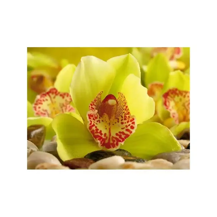 Fotomural YELLOW ORCHID FT-0153