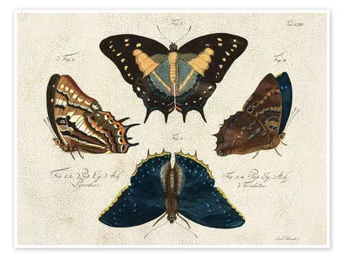 Four Butterfly Species de Vision Studio World Art Group