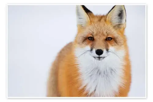 Fox en un retrato de Robert Postma Design Pics