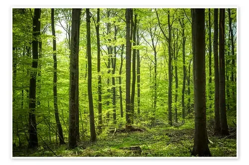 Fresh Green – Beech forest in Harz de Oliver Henze
