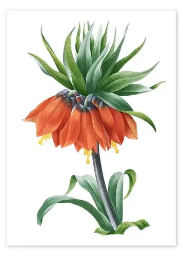 fritillaria imperialis de Pierre Joseph Redouté Master Collection