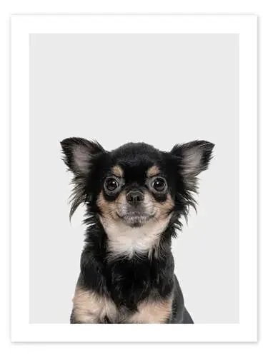 Funny Chihuahua de Animal Kids Collection Editors Choice
