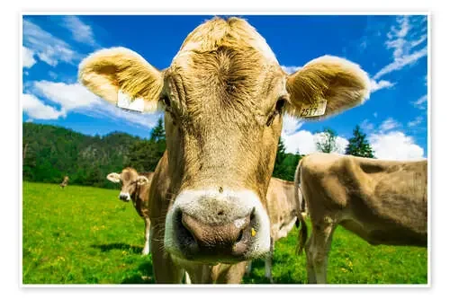 Funny Cow de Michael Helmer