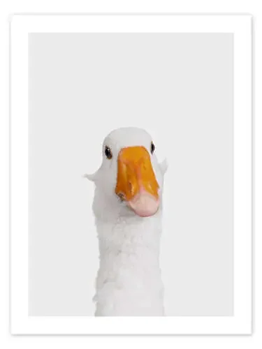 Funny Goose de Animal Kids Collection Editors Choice