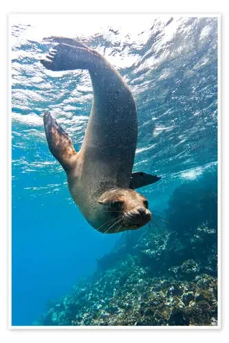 Galapagos sea lion de Michael Nolan Robert Harding