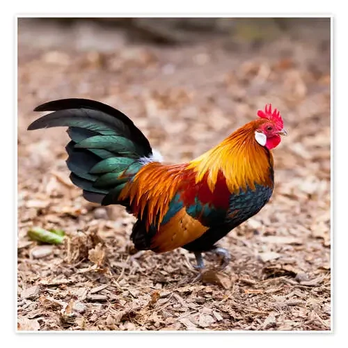 Gallo maravilloso Editors Choice