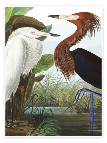 Garceta Roja (detalle) de John James Audubon Master Collection